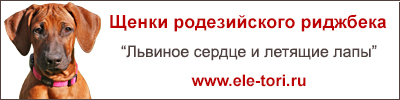 Щенки родезийского риджбека, питомник Эль Тори